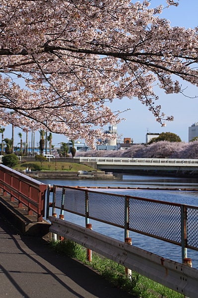 川と桜の饗宴は、情緒があって素敵！