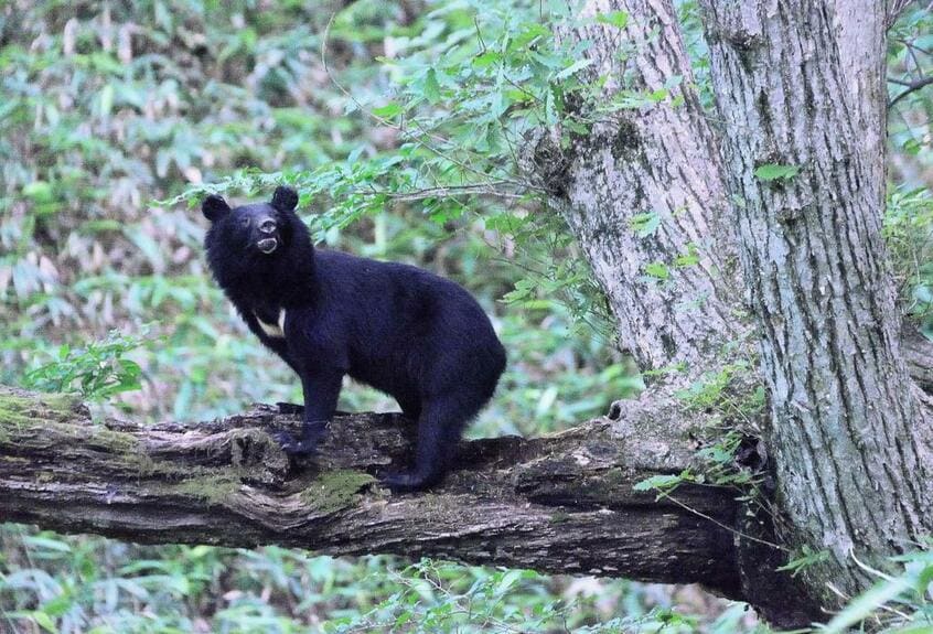 広島県、2013年7月。若いクマは林内では見晴らしのよい地点から危険なクマがいないかうかがう。ブナ林内でクマを待つのは非常に寒くて私は主に夏に観察する(撮影:米田一彦)