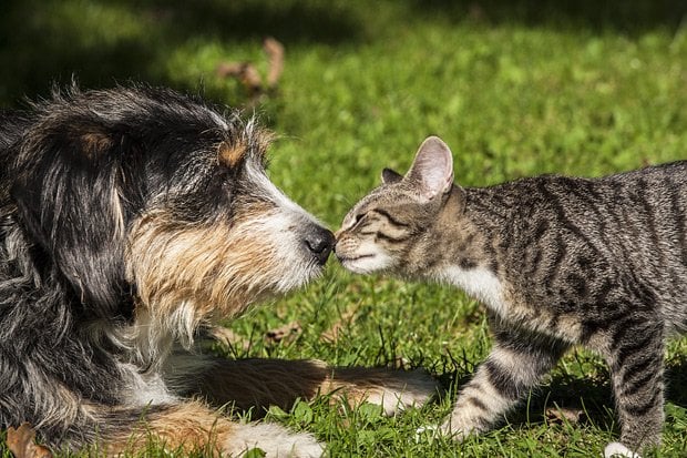 猫好きのほうが犬好きよりIQが高い？（※写真はイメージ）