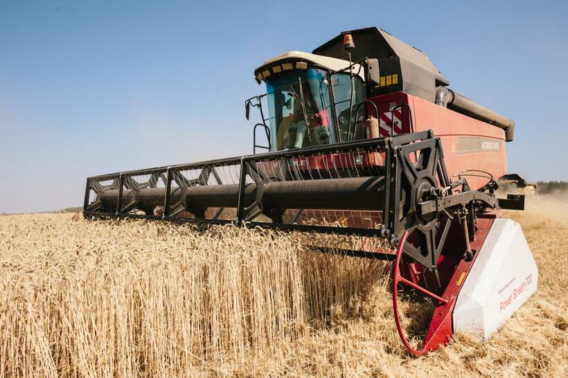 １４年ぶり水準に上がる小麦の国際価格　（ＧｅｔｔｙＩｍａｇｅｓ）