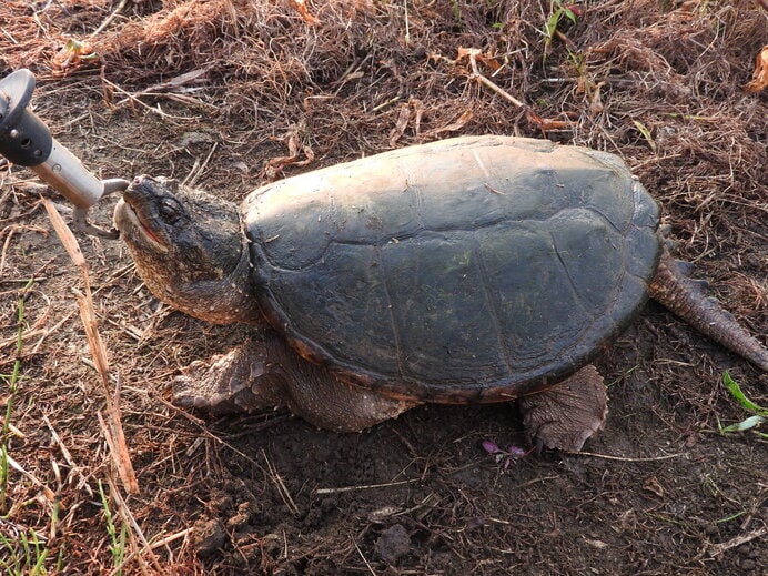 怪獣のようなカミツキガメ(特定外来生物)。日本の湖沼で大繁殖しています