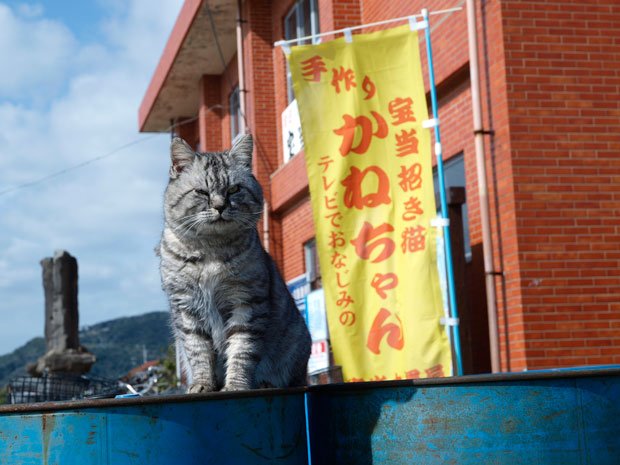 （c）撮影／岩合光昭