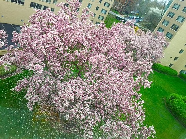 住宅街にも桜が植えられている。