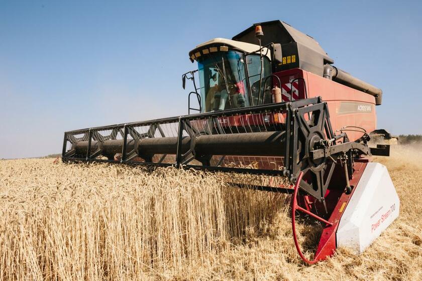 １４年ぶり水準に上がる小麦の国際価格　（ＧｅｔｔｙＩｍａｇｅｓ）