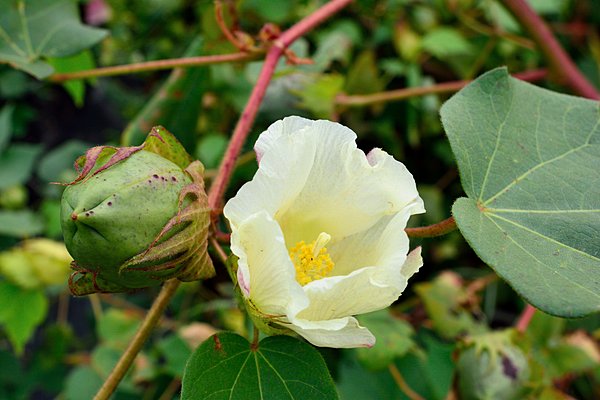 次々と誕生するコットンの花と、若い実。