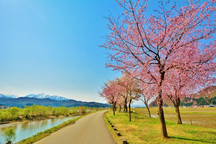 魚野川桜づつみの桜風景（新潟県）