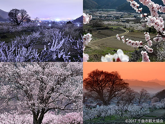 千曲市あんずの里の明け方（左上）、昼（右上・左下）、夕暮れ（右下）（千曲市観光協会提供）