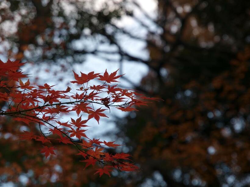 ※写真はイメージです。本文とは関係ありません