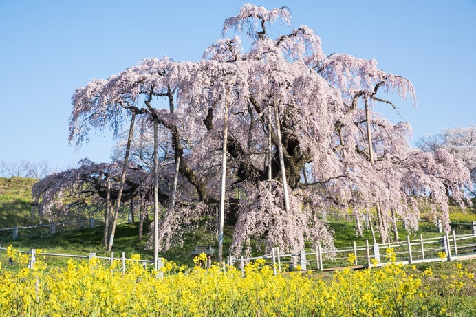 コントラストが美しい「三春滝桜」は日本三大桜の一つ