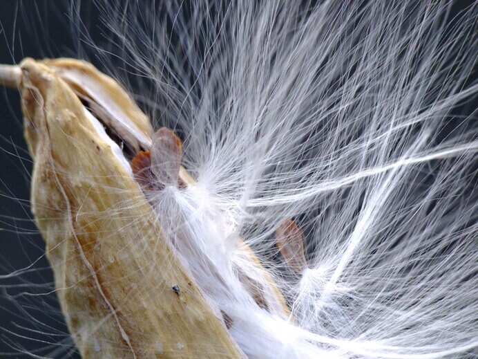 ガガイモの成熟した綿毛。植物に疎い現代人の盲点をつくように謎の生物に