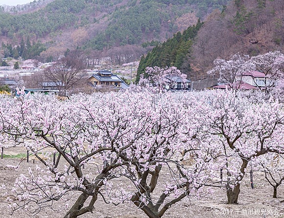 日本一のあんずの里　満開時のようす（千曲市観光協会提供）