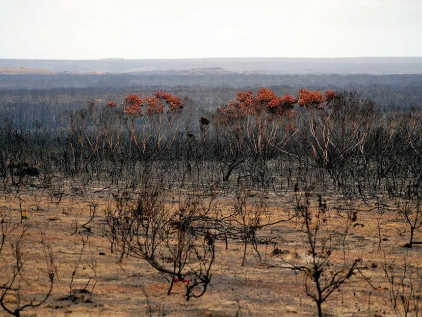 オーストラリア南部・カンガルー島の森林火災の跡（写真／朝日新聞社）