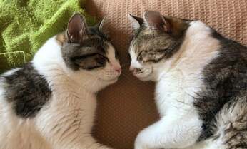 多頭飼育現場からレスキューされた兄弟猫の運命の分かれ道 「また一緒に暮らす日まで」