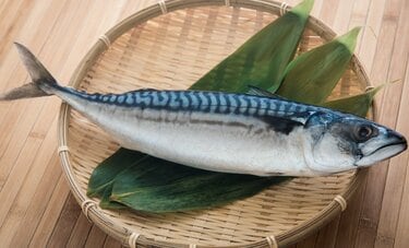 150以上の魚に寄生「アニサキス」の食中毒は秋にも多い　東京海洋大・嶋倉邦嘉准教授が特徴を解説