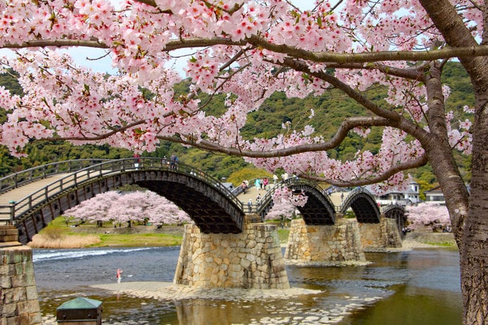 錦帯橋周辺の桜（山口県）