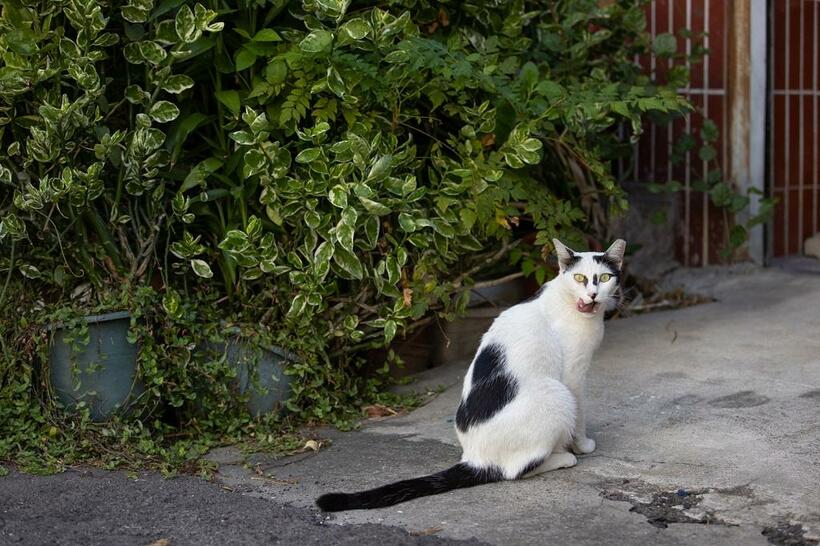 Ｃａｎｏｎ　ＥＯＳ－１Ｄ　Ｘ　Ｍａｒｋ　ＩＩＩ・ｆ３．５・１／１０００秒・ＩＳＯ６４０（撮影／猫写真家・沖昌之）