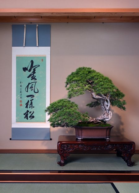 五葉松　銘　日暮し／日本を代表する最高傑作。日が暮れるまで見ていても飽きないことから銘がついた。評価額は１億を超えるとも。「吟風一様松」（臨済宗相國寺派管長・有馬賴底筆）の書とともに（撮影／倉田貴志）