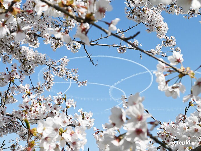 満開の復興記念桜とブルーインパルスの描いた白煙