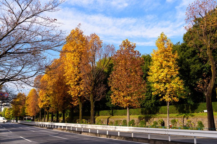 赤坂御用地　街路樹の紅葉