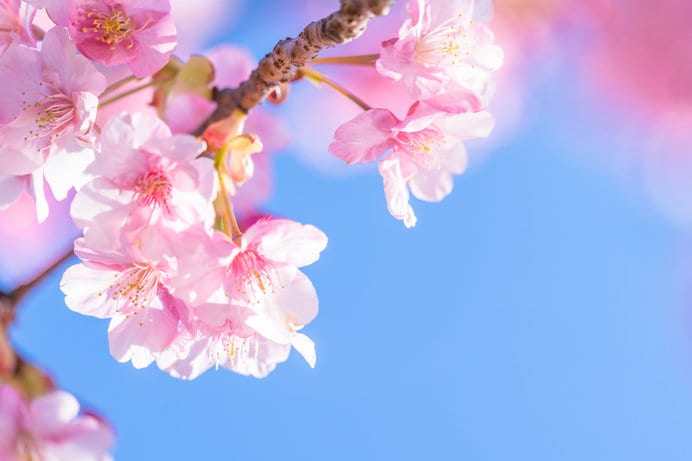 河津桜はあちらこちらで咲き始めています