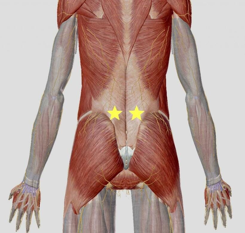 大腸兪（だいちょうゆ）：両手親指を骨盤のきわにあて、背骨に向かってスライド。背骨から外側へ指2本分横にあるツボ(画像／Thanks for @visiblebody）
