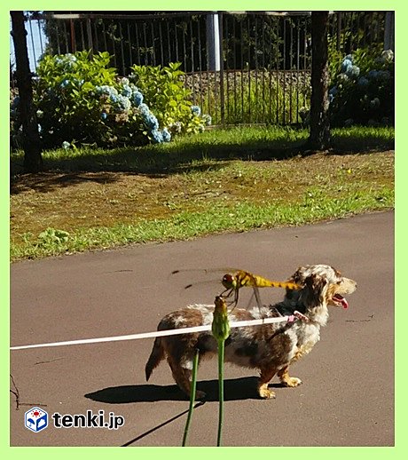 散歩中に見つけたトンボと愛犬ココ