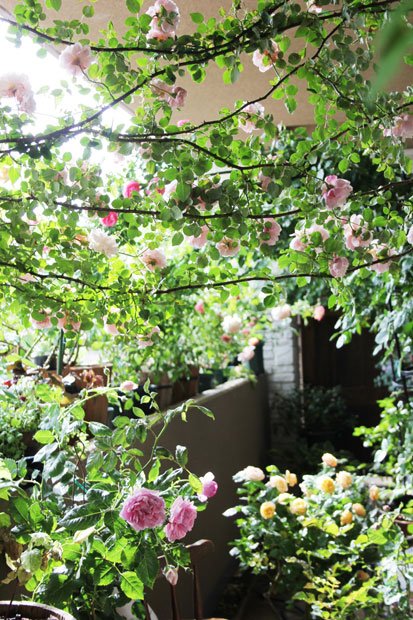 家側とベランダの柵側で鉢に高低差をつけたアーチに咲くアルベルティーヌ（写真：本人提供）　＠＠写禁