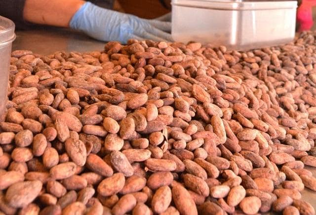 チョコレートやココアの原料となるカカオ豆。その意外な効果が注目されている（C）朝日新聞社
