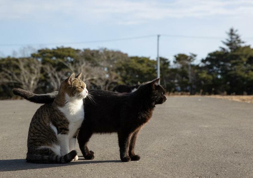 Canon EOS-1D X Mark III・f/6.3・1/1250秒・ISO320(撮影/猫写真家・沖昌之)