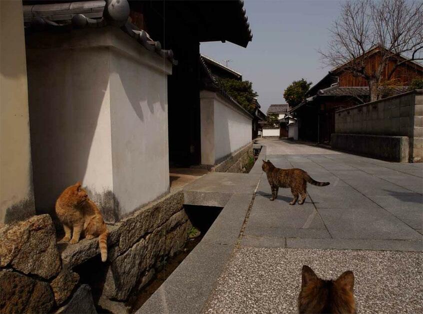 撮影/岩合光昭 (c)Iwago Photographic Office