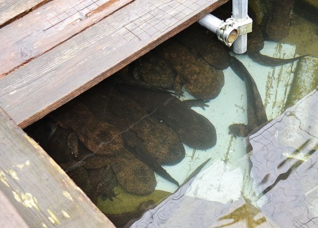 プールの底で折り重なっているオオサンショウウオの交雑種
