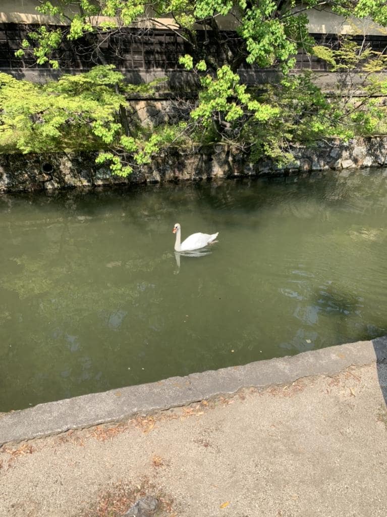 旅先で撮った白鳥。ひとりで過ごす時間をどう生きるか、新たな課題だ（ｐｈｏｔｏ　本人提供）