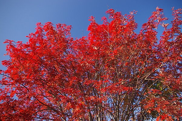 葉も実も赤くなるナナカマド。一足早い紅葉が、青い空に映えて美しい。