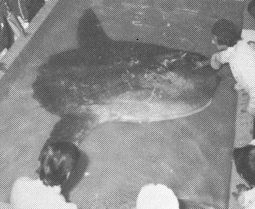 江の島水族館に実在した「巨大なホルマリン標本」　（ｃ）竹嶋徹夫（新江ノ島水族館）