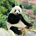 【シャンシャン誕生秘話】リーリーとシンシンの思いは通じ合えるか!? 自然繁殖か、人工授精か、迫る決断