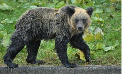 ヒグマ｢殺すな｣から｢全滅させろ！｣まで　 猛クレームに悩む北海道庁に専門家「今こそ『切電』の仕組みを」