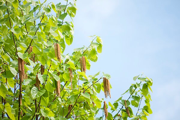 デッカイ青空にシラカバの木 !!　北海道の象徴のような木だけど、これからの時期は花粉が飛散する…