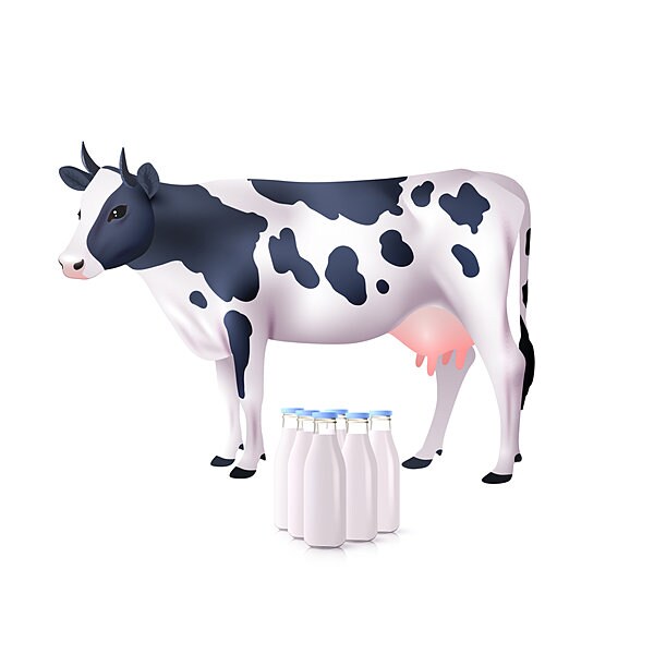 乳牛から搾った「生乳」を加熱殺菌したものが「牛乳」