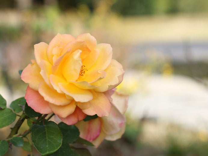 世界中の名だたる品種のバラをほぼ網羅しているという花フェスタ記念公園