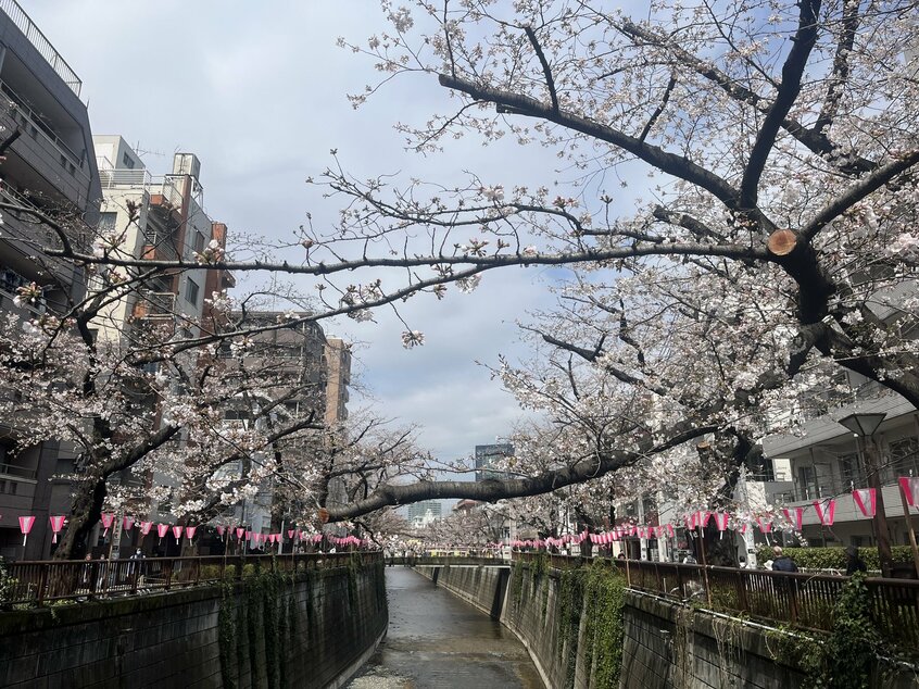 倒木対策として枝が剪定された東京・目黒川の桜=2024年4月撮影、めぐろ観光まちづくり協会提供