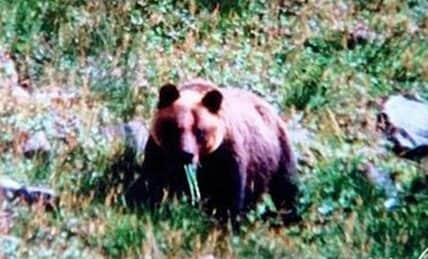 ヒグマの“恐ろしさ”を知らしめた「日高福岡大ヒグマ事件」とは　「土饅頭」に隠されていた遺体〈「世界の何だコレ！？ミステリー」きょう〉