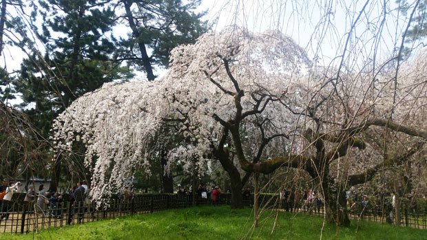 オススメの京都の桜の楽しみ方とは…