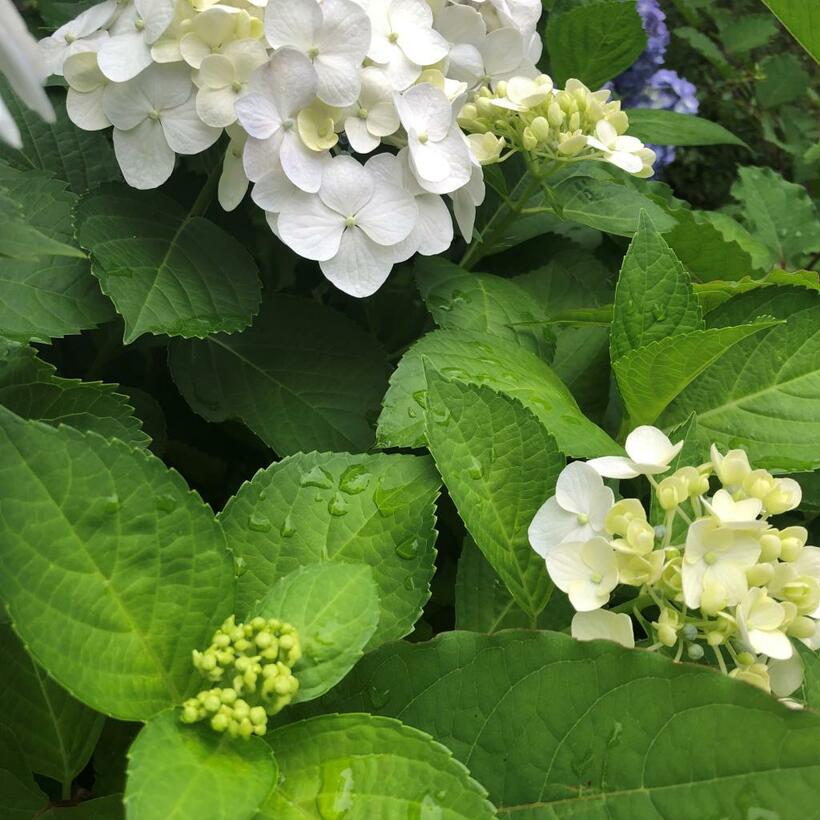 もうすぐ梅雨入り？　憂鬱だが紫陽花の蕾が嬉しそうに膨らんでいるのを見ると許せる（写真：本人提供）