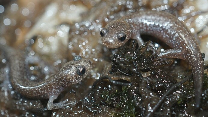 関東から福島にかけて生息する止水系のトウキョウサンショウウオ