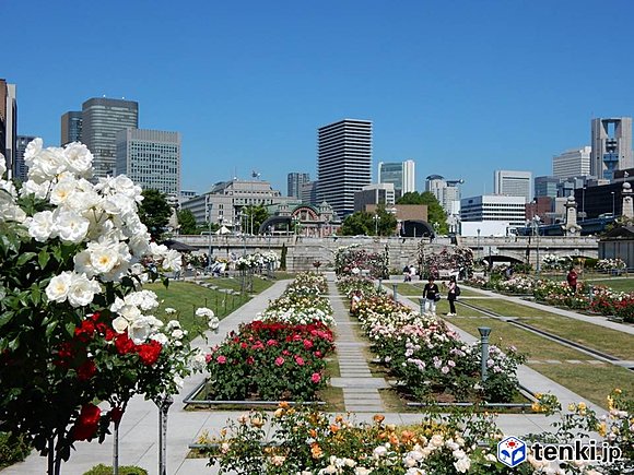 中之島公園 ５月20日　撮影：日本気象協会関西支社 渡辺かおる