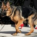 バイデン大統領の「愛犬」がホワイトハウスを“追放” 警護隊にかみつきまくる癖はなぜ治らなかったのか