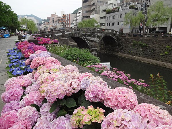眼鏡橋と紫陽花。　ザ・長崎の風景です