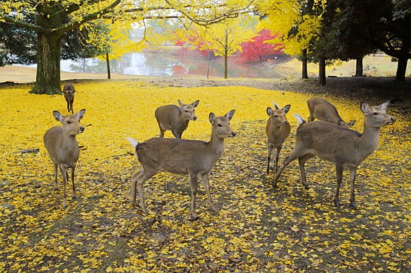 奈良・大仏池のほとり。紅葉のなかの秋鹿たち