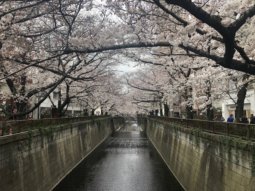 かつてトンネル状に川面を覆っていた東京・目黒川の桜だが…=2022年3月撮影、めぐろ観光まちづくり協会提供