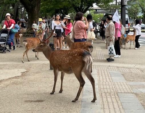 歩道にシカがいるのは当たり前の光景